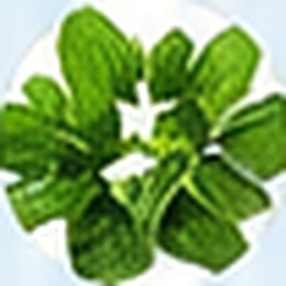 Holy Basil