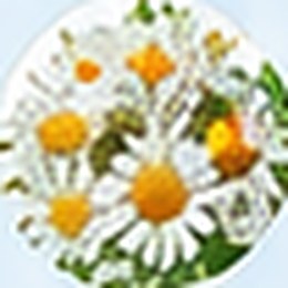 Chamomile