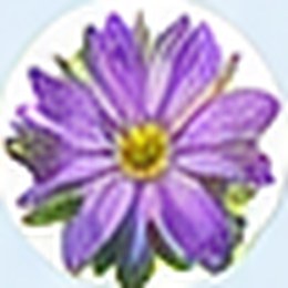 Passionflower